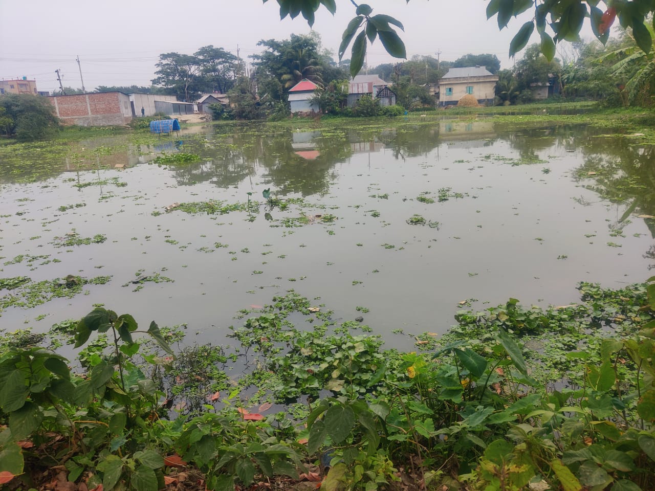 বিজয়নগরে সরকারি খাল দখল, জলাবদ্ধতায় কৃষি জমি