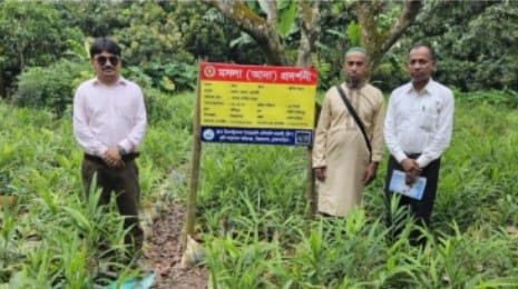 ব্রাহ্মণবাড়িয়া বিজয়নগরে জনপ্রিয় হয়ে উঠেছে বস্তায় আদা চাষ