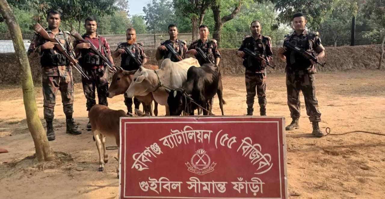 চুনারুঘাটের গুইবিল সীমান্তে ভারতীয় গরু আটক