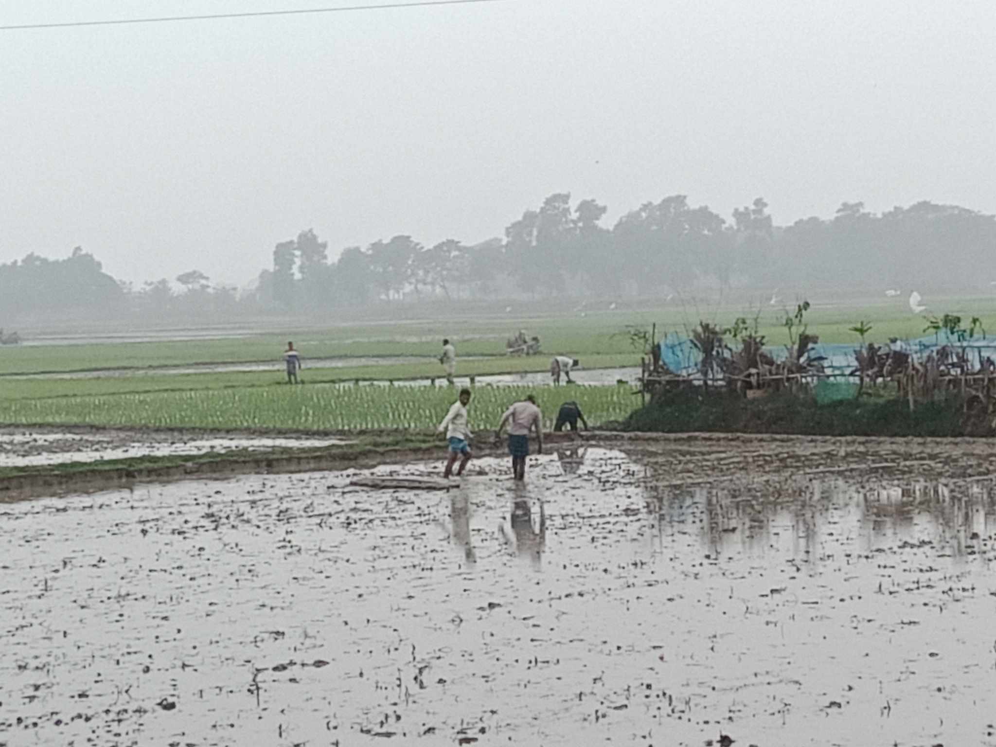 বুড়িচংয়ে বোরো চাষে ব্যস্ত সময় পার করছেন কৃষকরা