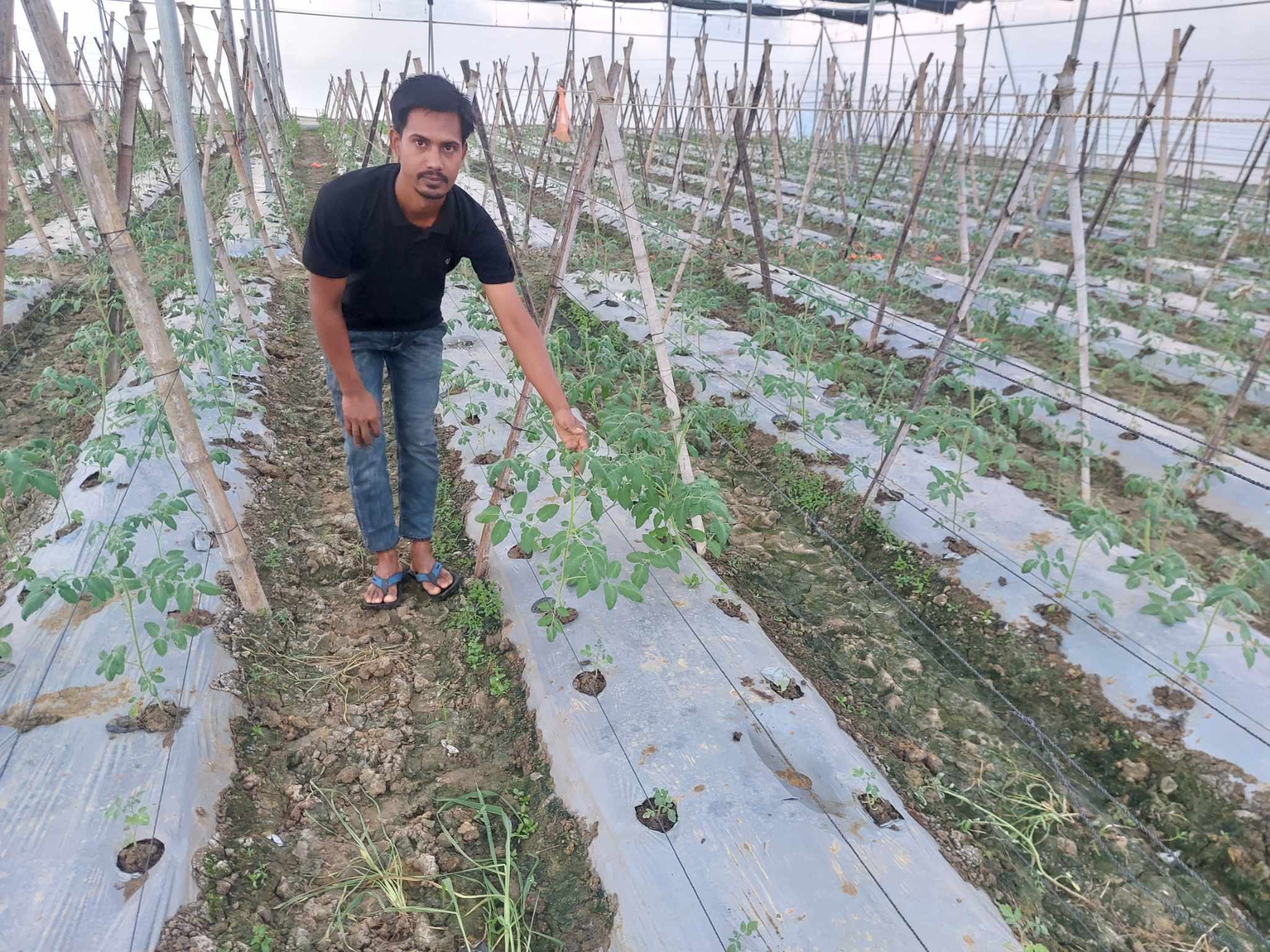 কৃষিতে সম্ভাবনা প্রযুক্তি পলিনেট হাউজ দুই গোমস্তাপুরের উদ্যোক্তার স্বপ্ন