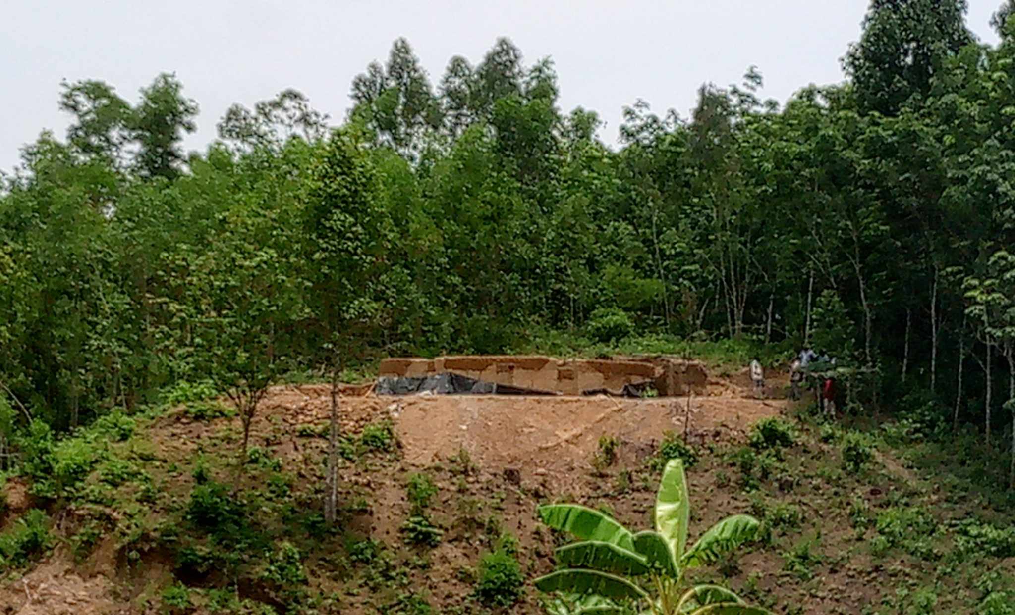 লামায় এক বৃদ্ধের বাগান থেকে জোর করে ৩০ লাখ টাকার গাছ কেটে নিয়ে গেল প্রতিপক্ষ