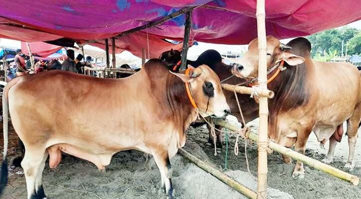 চসিকের কোরবানি পশুর অস্থায়ী হাট বাড়েনি, বাড়বে আয়,