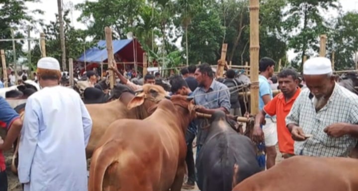 আশুগঞ্জের তালশহর বাজার কোরবানির পশুর হাট জমে উঠেছে