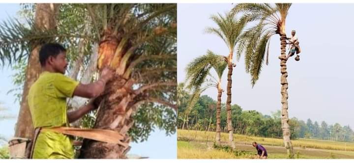 হারিয়ে যাচ্ছে খেঁজুর গাছ, মানুষ ভুলে যাচ্ছে রসের স্বাদ