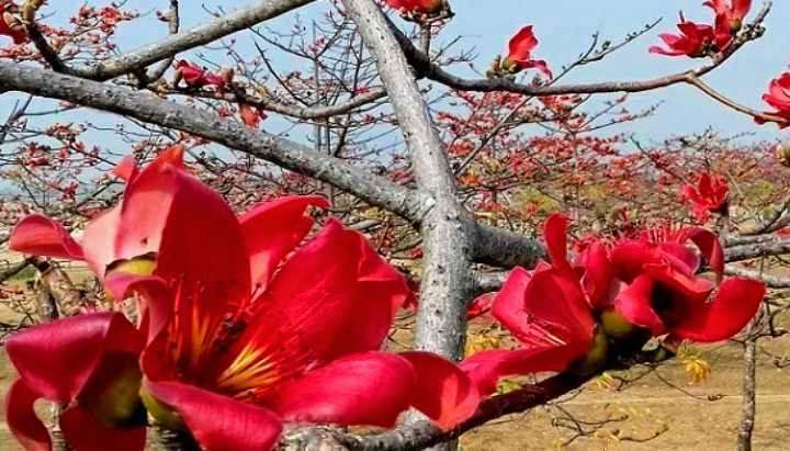 হারিয়ে যেতে বসেছে আবহমান বাংলার চিরচেনা রক্তলাল শিমুল গাছ
