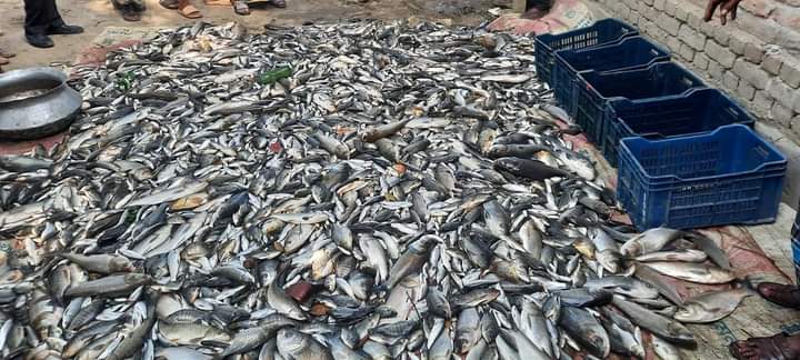 ব্রাহ্মণপাড়ায় পুকুরে বিষ ঢেলে ১৫ লক্ষাধিক টাকার মাছ নিধন