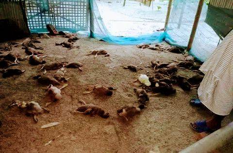 শত্রুতার জেরে খামারে বিষ প্রয়োগ মারা গেলো ৩০০ হাঁস