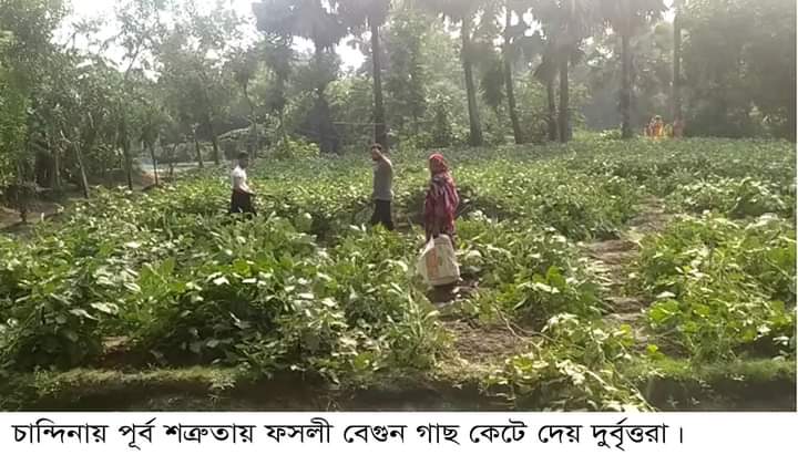 বেগুন গাছের সাথে শত্রুতা এক সাথে কেটে ফেলা হয়েছে কৃষকের ৫শতাধিক গাছ
