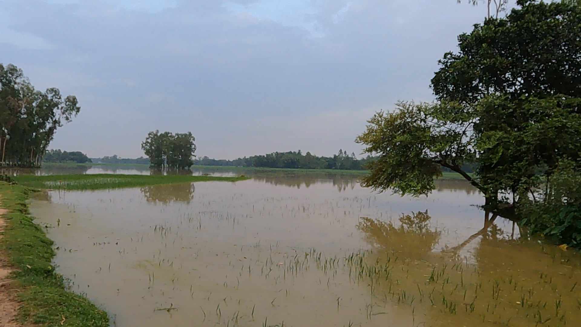 খালের পাড় ভাংগার কারনে ক্ষতি হলো প্রায় একশো একর ফসলি জমি