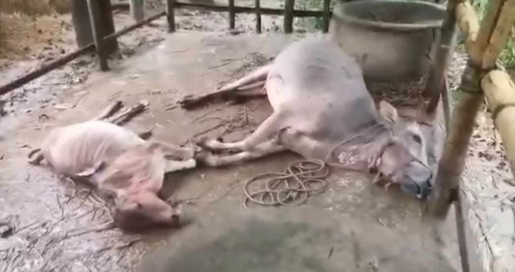 চুনারুঘাটে বজ্রপাতে কৃষকসহ গরু মারা গেছে