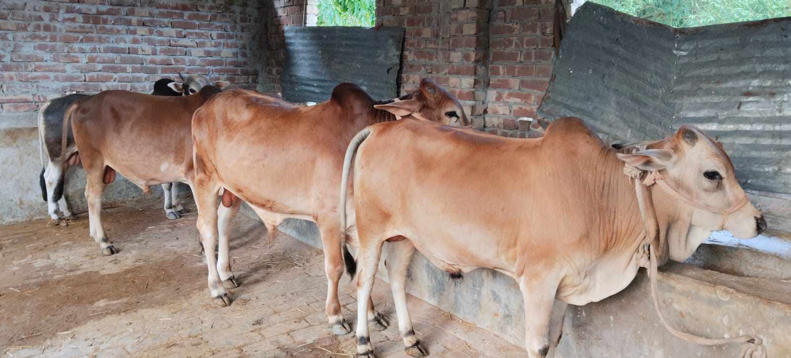 গোমস্তাপুর উপজেলায় কুরবানির চাহিদার তুলনায় গবাদি পশুর সংখ্যা বেশি