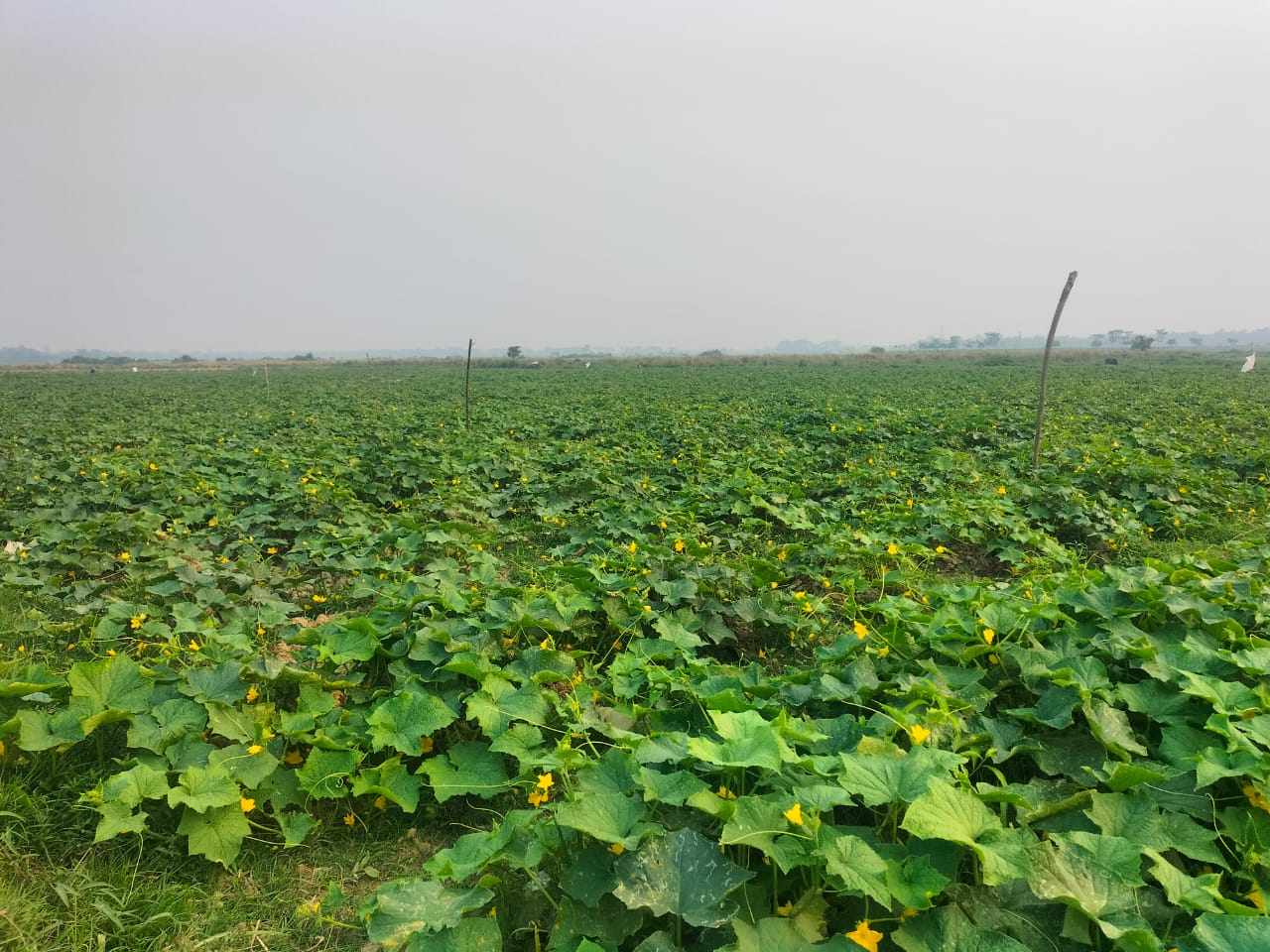 ছাতকে খিরা চাষে কৃষকরা স্বাবলম্বী
