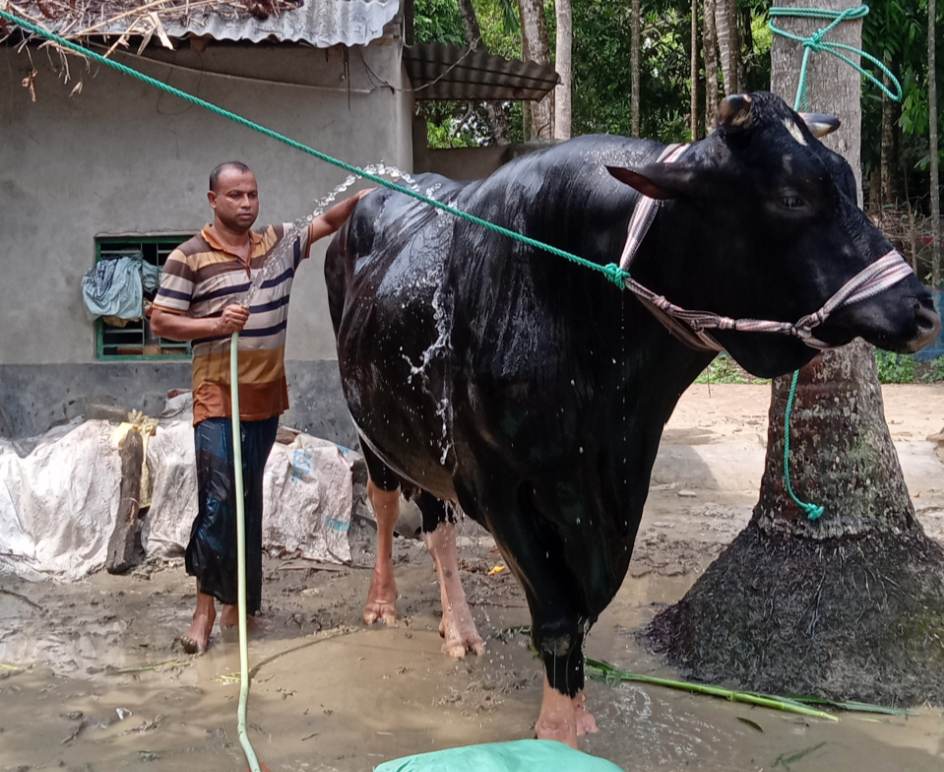 তালায় কুরবানী ঈদে সকলের নজর কাড়ছে চৌগাছা গ্রামের শেখ আব্দুল আলিমের ষাড় সম্রাট
