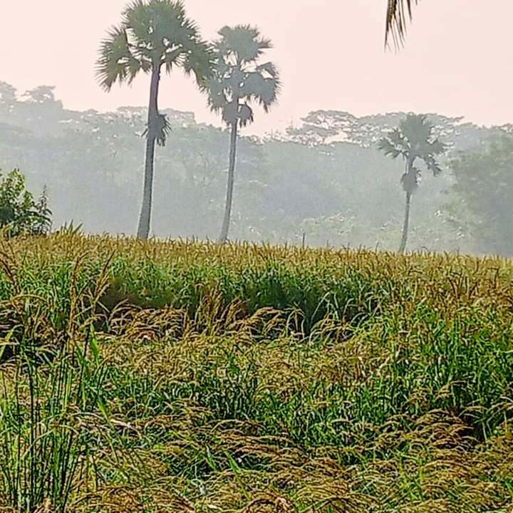 শীতের আমেজ ঘাসের উপর শিশির বিন্দু