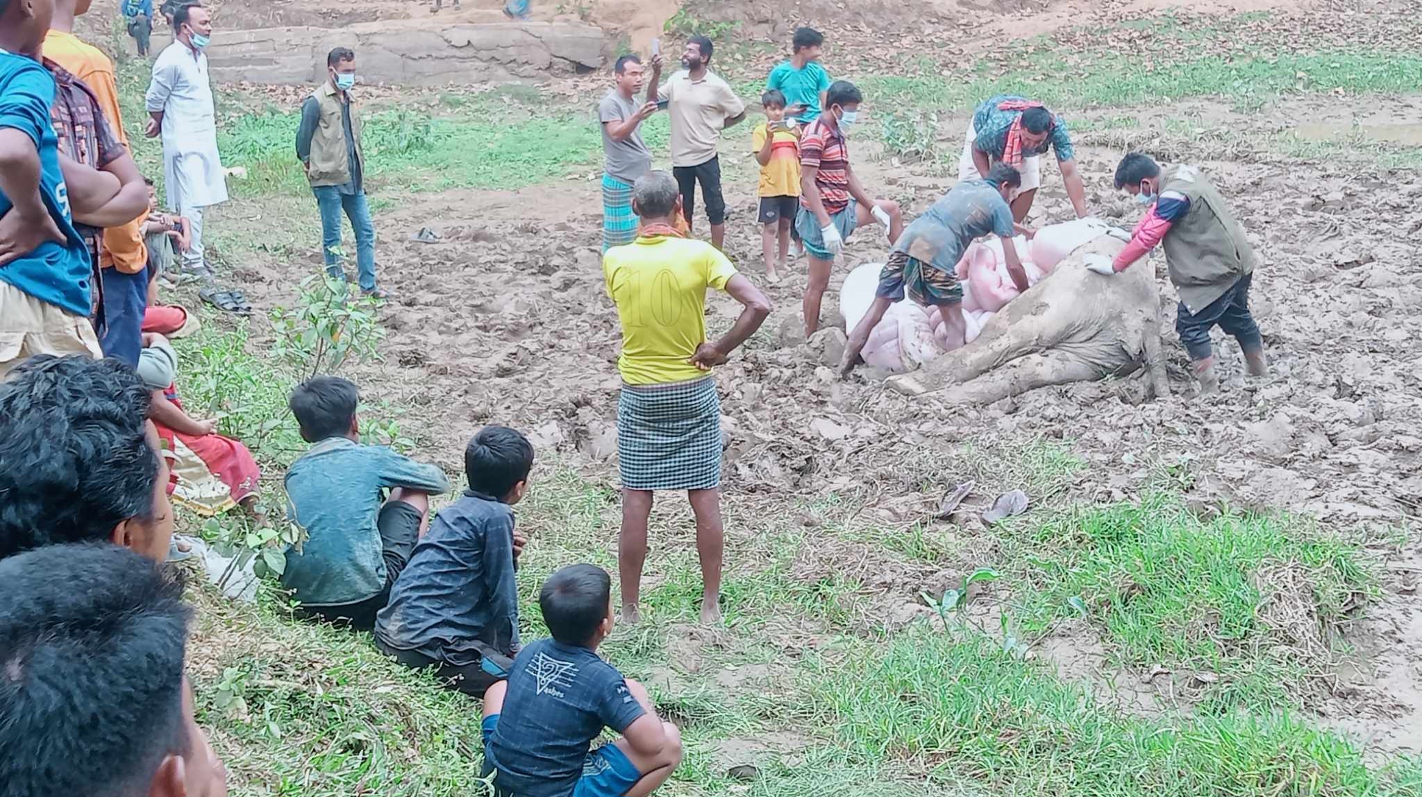 নালিতাবাড়ীতে ধান ক্ষেতের চারপাশে দেওয়া কারেনের তারে আটকে বন্য হাতির মৃত্যু,আটক ১