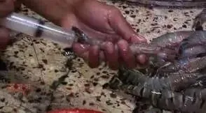 পাইকগাছার কপিলমুনি মৎস্য আড়তে অভিযান চিংড়ি মাছে অপদ্রব্য পুশ ব্যবসায়ীর জরিমানা