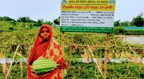 বেবি তরমুজ চাষে সফলতা স্বাবলম্বী দেবীগঞ্জের রোকেয়া বেগম