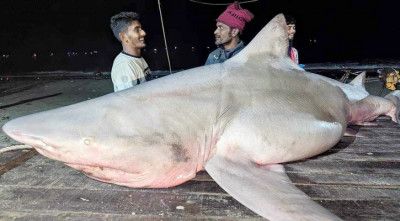 জেলের জালে ১৫০ কেজি ওজনের হাঙ্গর