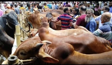 উত্তরাঞ্চলের বড় কোরবানীর হাট জয়পুরহাটের নতুনহাট পশু আর ক্রেতা বিক্রেতায় জমজমাট, “আহত ক্রেতা বিক্রেতারা অতিরিক্ত গরুর চাপে”